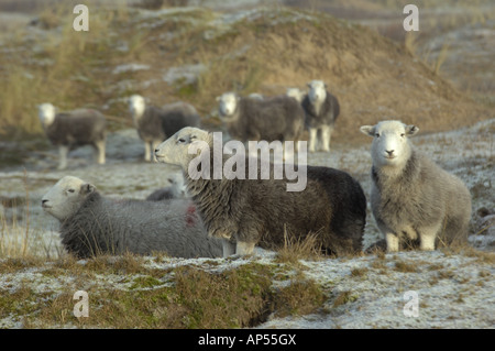 Herdwick pecora ad Ainsdale dune di sabbia Riserva Naturale Nazionale Lancashire Foto Stock