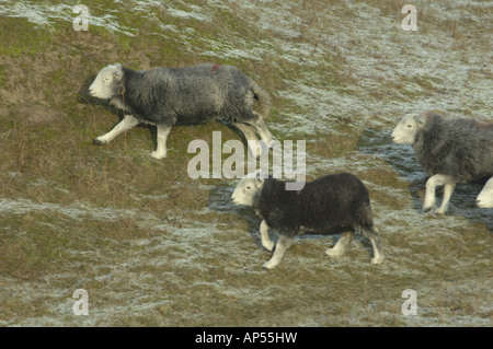 Herdwick pecora ad Ainsdale dune di sabbia Riserva Naturale Nazionale Lancashire Foto Stock