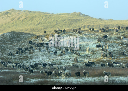 Herdwick pecora ad Ainsdale dune di sabbia Riserva Naturale Nazionale Lancashire Foto Stock