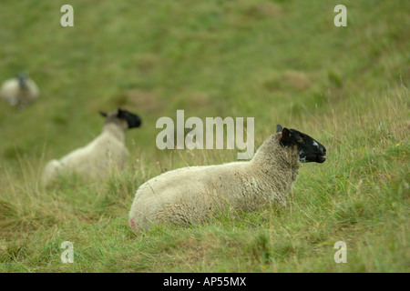 Beulah pascolo di ovini al Aston Rowant Riserva Naturale Nazionale Buckingham Oxford Inghilterra di confine Foto Stock