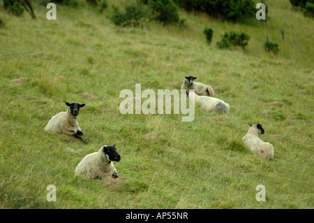 Beulah pascolo di ovini al Aston Rowant Riserva Naturale Nazionale Buckingham Oxford Inghilterra di confine Foto Stock