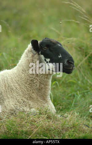 Beulah pascolo di ovini al Aston Rowant Riserva Naturale Nazionale Buckingham Oxford Inghilterra di confine Foto Stock