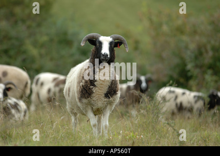 Jacobs pascolo di ovini al Aston Rowant Riserva Naturale Nazionale Buckingham Oxford Inghilterra di confine Foto Stock