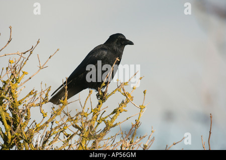 Carrion crow Corvus corone Dorset UK Winter Foto Stock