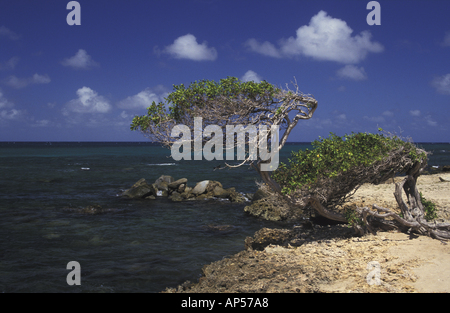 Aruba Antille Olandesi Cudarebe punto Divi Divi tree Foto Stock