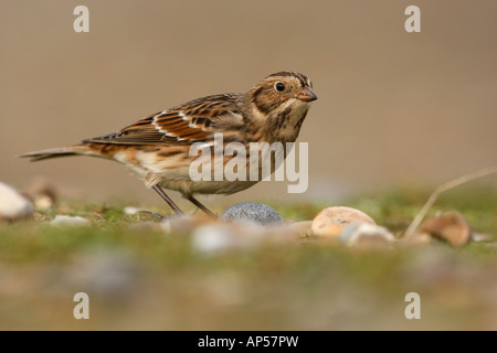 Lapland bunting Calcarius lapponicus Norfolk inverno Foto Stock