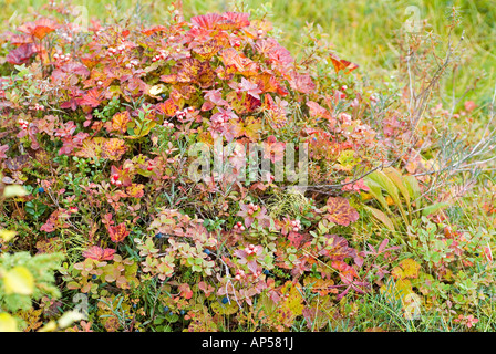 Coloratissima vegetazione al suolo in autunno in Lapponia con piante di cloudberry bakeapple Rubus chamaemorus Foto Stock