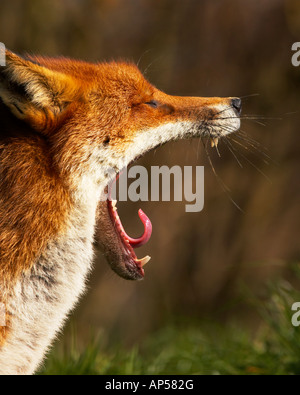 Volpe rossa che sbadiglia Foto Stock