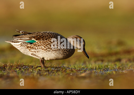 Alzavola Anas crecca femmina inverno Norfolk Foto Stock