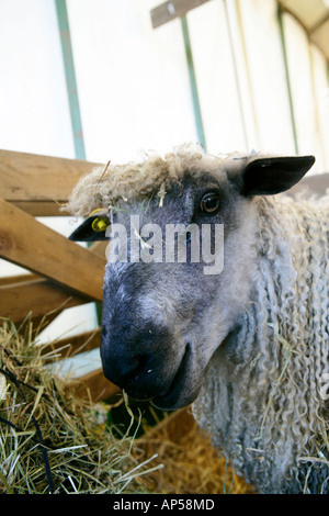 Capelli lunghi pecore Royal Norfolk Visualizza REGNO UNITO Foto Stock