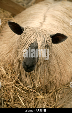 Capelli lunghi pecore Royal Norfolk Visualizza REGNO UNITO Foto Stock