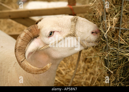 Bianco di fronte bosco pecore di razza rara Royal Norfolk Visualizza REGNO UNITO Foto Stock