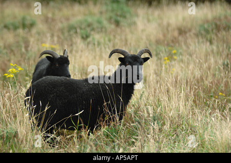 Delle Ebridi pecore al pascolo a Lullington Heath Riserva Naturale Nazionale East Sussex England Foto Stock