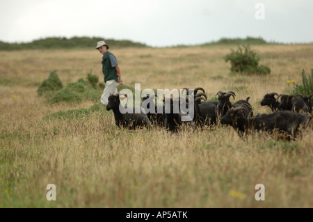 Delle Ebridi pecore al pascolo a Lullington Heath Riserva Naturale Nazionale East Sussex England Foto Stock