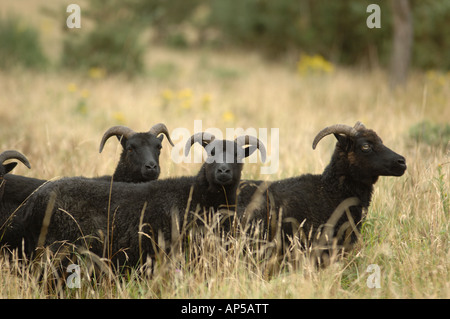 Delle Ebridi pecore al pascolo a Lullington Heath Riserva Naturale Nazionale East Sussex England Foto Stock