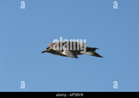 Grande Skua o Bonxy battenti in isole di Orkney Stercorarius skua Foto Stock