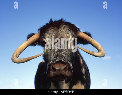 Longhorn bestiame al Parsonage giù Riserva Naturale Nazionale Wiltshire, Inghilterra Foto Stock