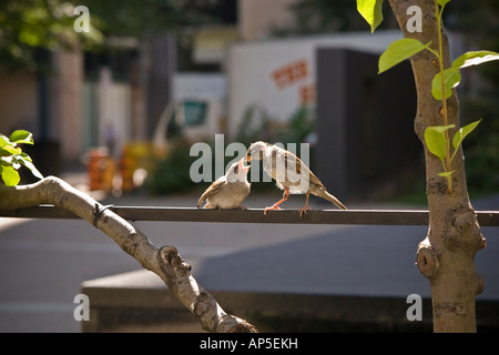 Sparrow chicklet alimentazione bambino uccello Foto Stock