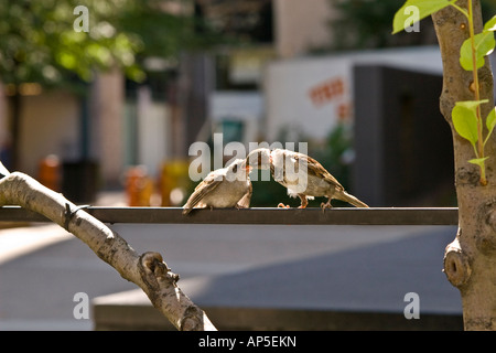 Sparrow chicklet alimentazione bambino uccello Foto Stock