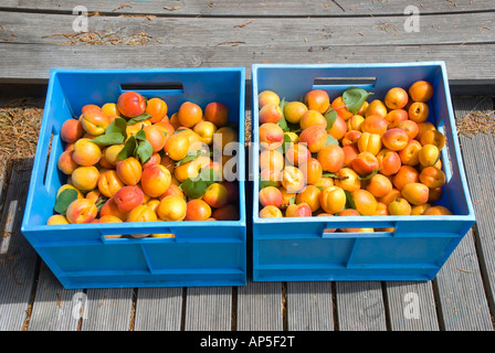 Mature raccolte le albicocche varietà Moro Park Foto Stock