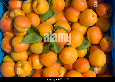 Mature raccolte le albicocche varietà Moro Park Foto Stock