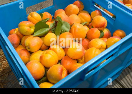 Mature raccolte le albicocche varietà Moro Park Foto Stock