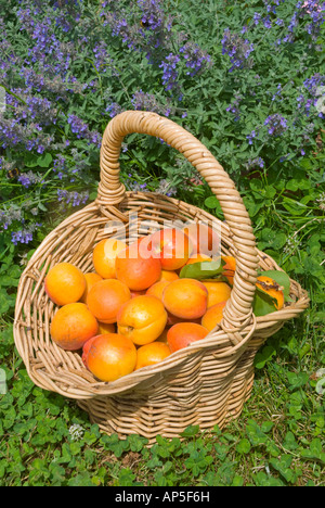 Un cestello di mature raccolte le albicocche varietà Moro Park Foto Stock