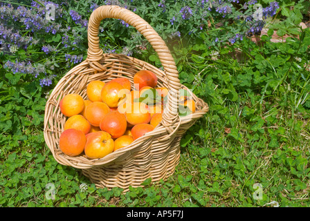 Un cestello di mature raccolte le albicocche varietà Moro Park Foto Stock