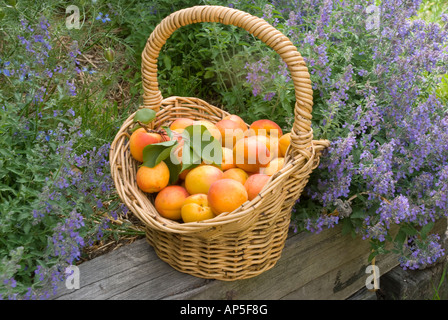 Un cestello di mature raccolte le albicocche varietà Moro Park Foto Stock