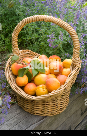 Un cestello di mature raccolte le albicocche varietà Moro Park Foto Stock