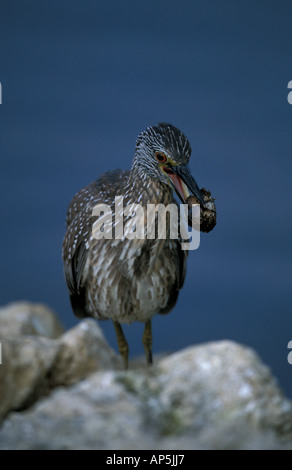 Sanibel Island, FL un immaturo giallo-incoronato nitticora, Nyctanassa violacea Foto Stock