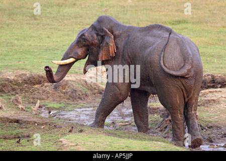 Indian Elefante asiatico al waterhole parco di cittadino di Corbett Uttaranchal India Foto Stock