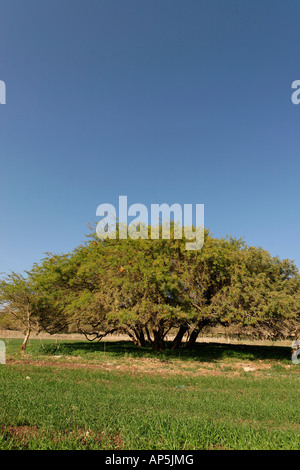 Albida di Acacia di alberi in Tel Scimron sul limite della valle di Jezreel e la Bassa Galilea Israele Foto Stock