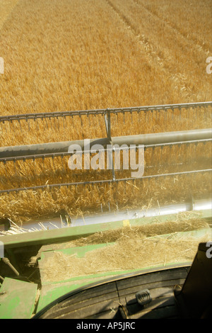 Vista dalla cabina della mietitrebbia John Deere Harvester orzo raccolto Mundesley NORFOLK REGNO UNITO Foto Stock