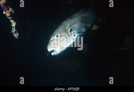 Pufferfish gigante sul club reef. Umm Said. Il Qatar. Reef artificiale costruito da Doha Sub Aqua Club membri. Foto Stock