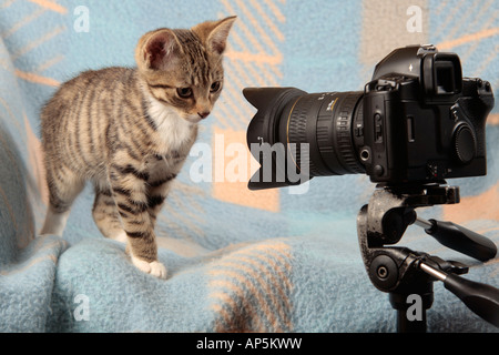 Gattino guardando una telecamera curiosamente Foto Stock