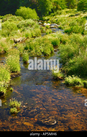 Stream Parco Nazionale di Dartmoor Devon UK Foto Stock