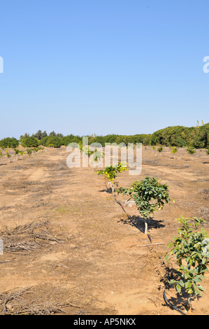 Israele Sharon district Agrumeto arancio giovani alberi piantati in un grafico la sostituzione di vecchie varietà Foto Stock