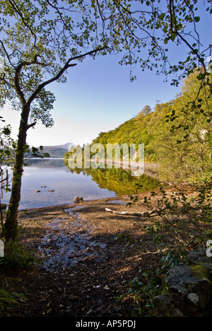 Da Loch Ard, Ben Lomond picchi attraverso gli alberi in lontananza Foto Stock