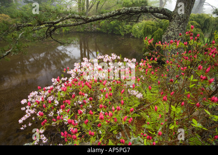 Asticou Azalea Giardini nella zona nord-est di Porto, Maine. Vicino al Parco Nazionale di Acadia su Mt. Isola deserta. Foto Stock