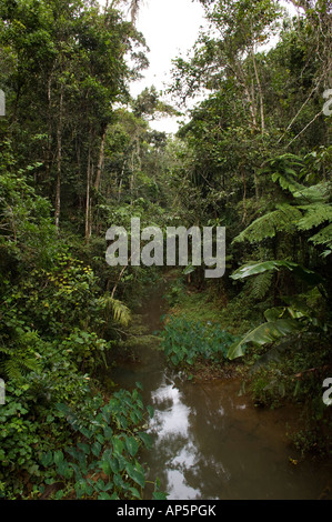 Fiume nella foresta pluviale, Analamazaotra riserva speciale, Andasibe-Mantadia Parco nazionale del Madagascar Foto Stock