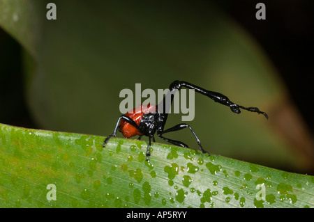La giraffa colli, curculione Trachelophorus giraffa, Analamazaotra speciale riserva Andasibe Mantadia National Park, Madagascar Foto Stock