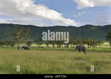 Pascolo di elefanti e rhino tra il golden alberi di acacia nel cratere di Ngorongoro della Tanzania Foto Stock