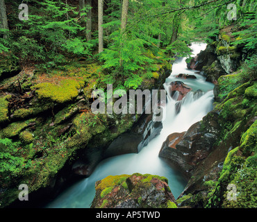 Avalanche Gorge nel Parco Nazionale di Glacier nel Montana Foto Stock