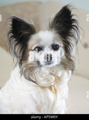 Brown & White Papillon cane seduto sul divano bianco. Butterfly cane chiamato 'Izzy' Foto Stock