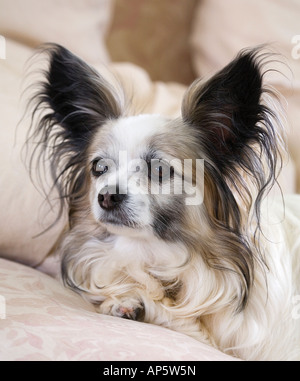 Brown & White Papillon cane seduto sul divano bianco. Butterfly cane chiamato 'Izzy' Foto Stock