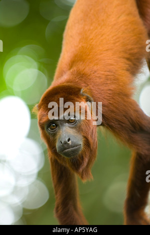 RED scimmia urlatrice Alouatta Alouatta captive Foto Stock