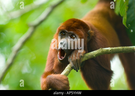 RED scimmia urlatrice Alouatta Alouatta ululati la foresta pluviale amazzonica Foto Stock