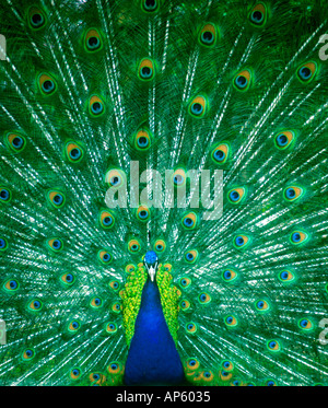 Peacock nella visualizzazione completa Foto Stock