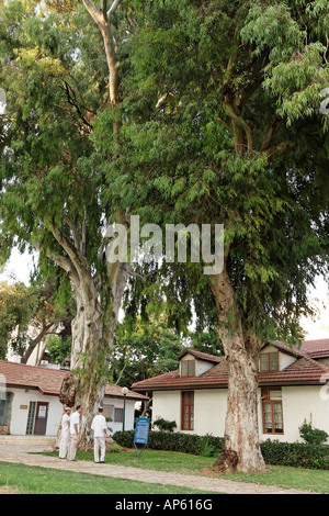 Israele eucalipto in Kfar Saba Foto Stock